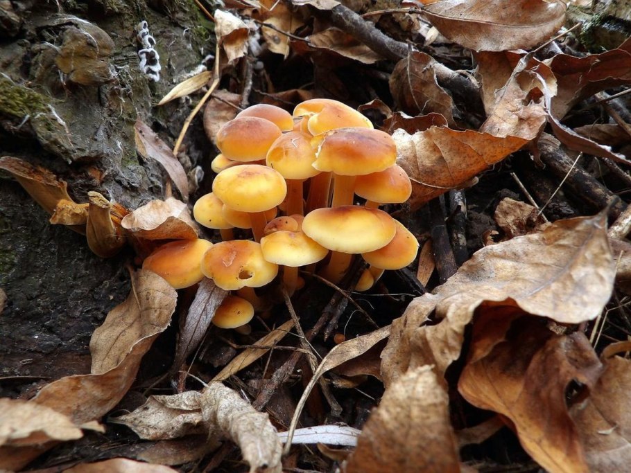 Смешные опята