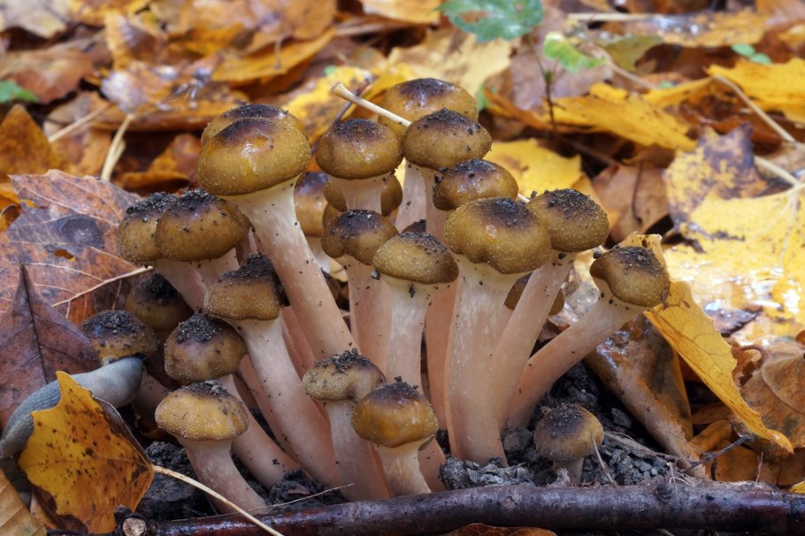 Опенок серопластинчатый