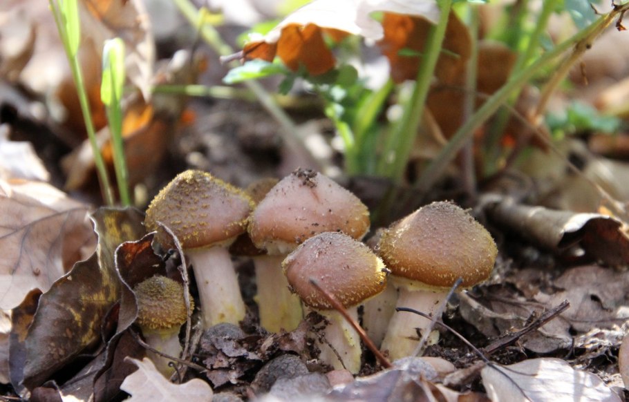 Опята в Киргизии