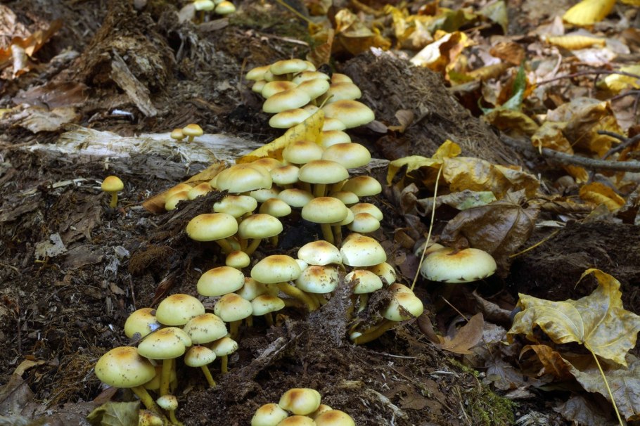 Опята серые осенние