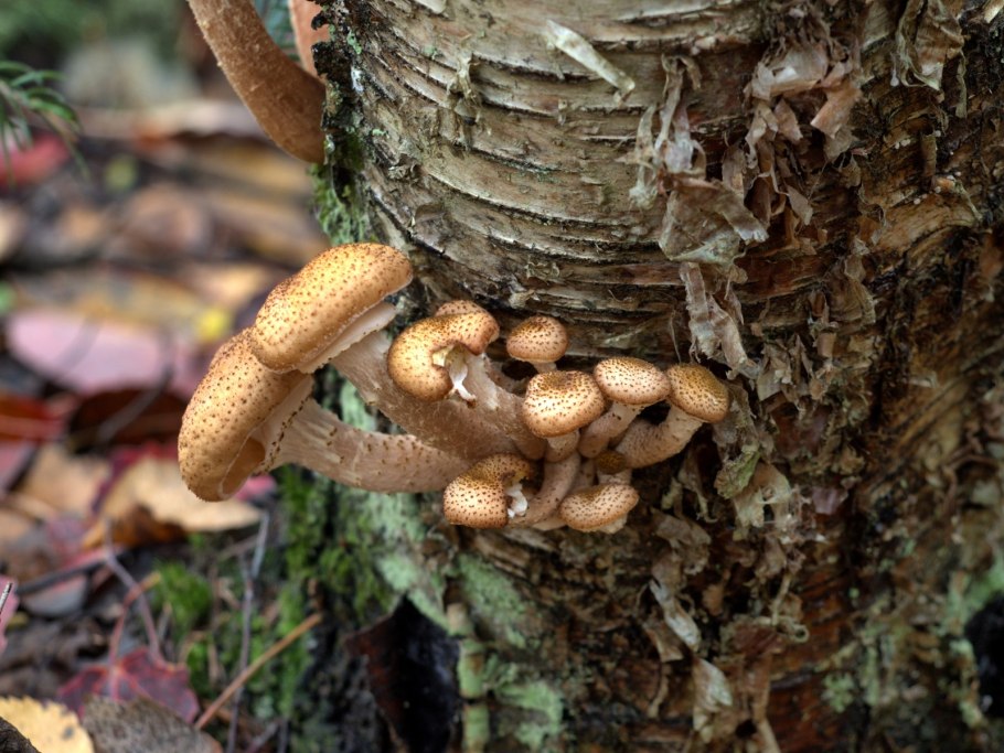 Опенок ссыхающийся Armillaria tabescens