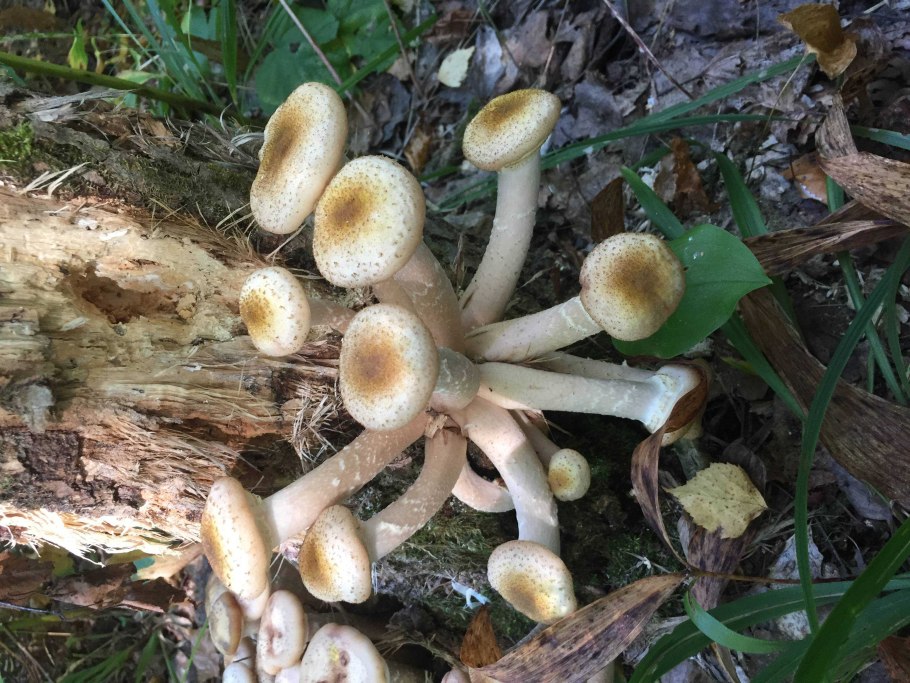 Опенок темный Armillaria ostoyae