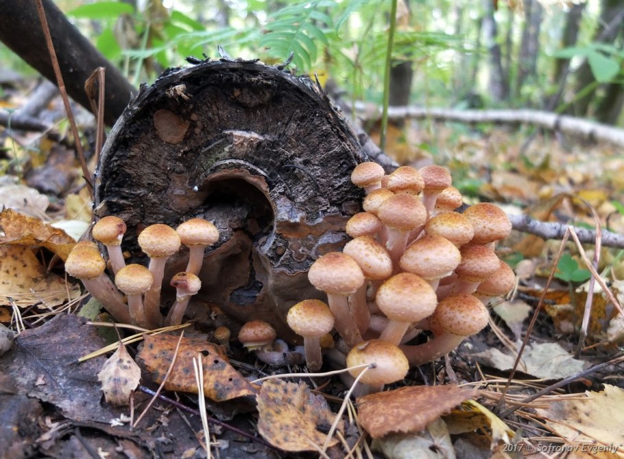 Темно серые опята большие