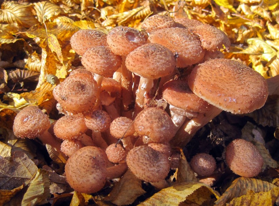 Грибы опята свежие