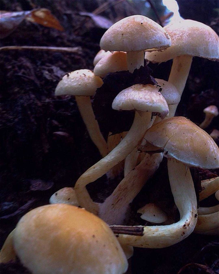 Белые опята