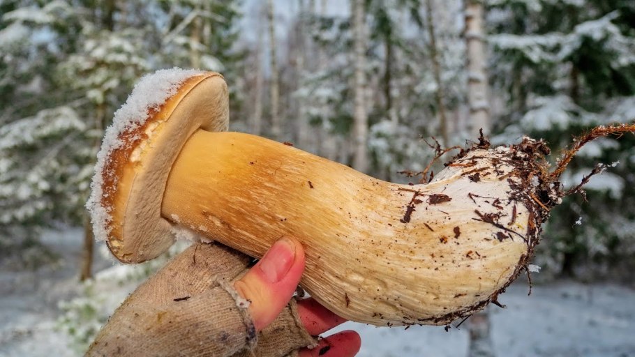 Грибы лисички под снегом