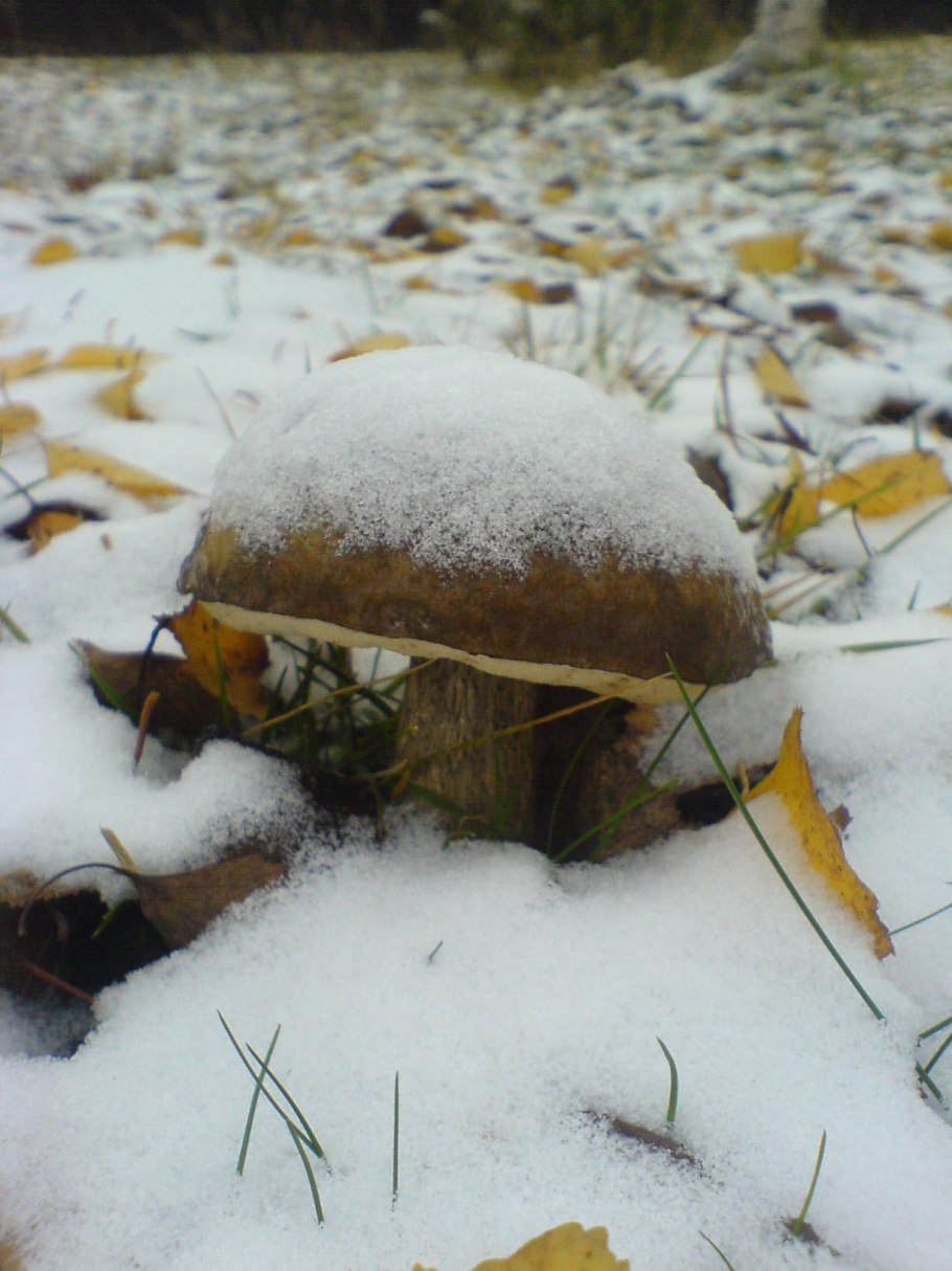 Зимние грибы