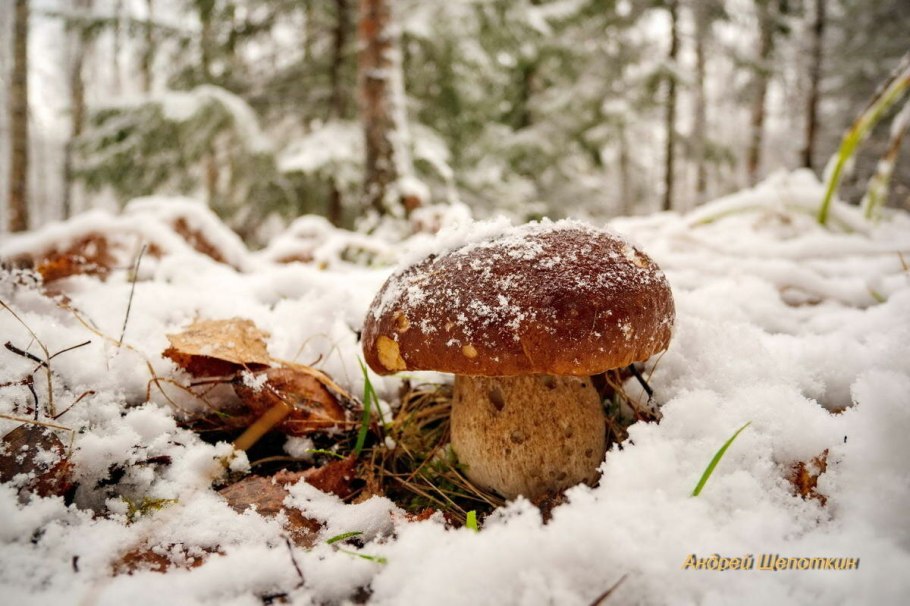 Зимняя вешенка гриб
