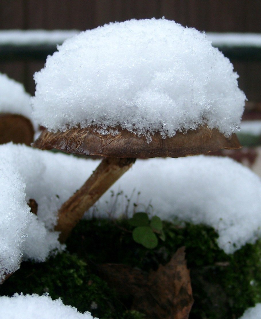Грибы под снегом стихи