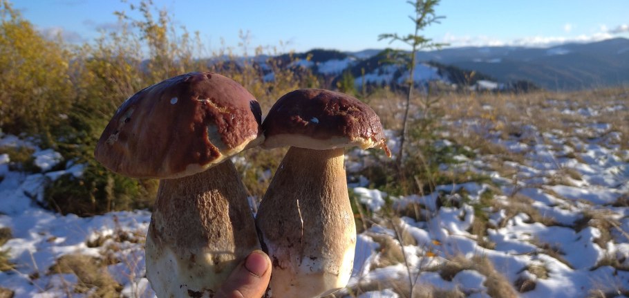 Опёнок зимний Flammulina velutipes