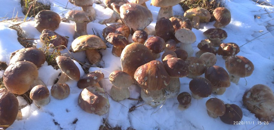 Добрый гриб