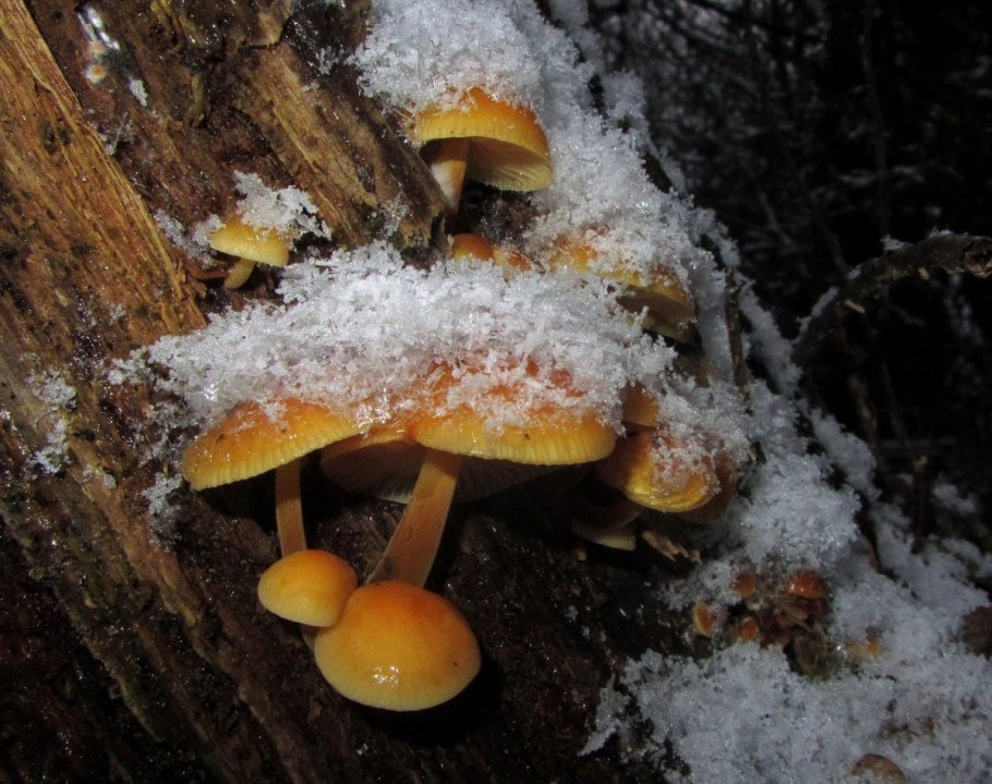 Грибы из под снега