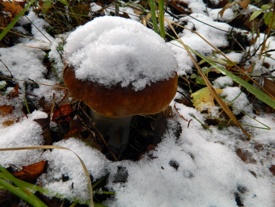 Зимние грибы в Подмосковье