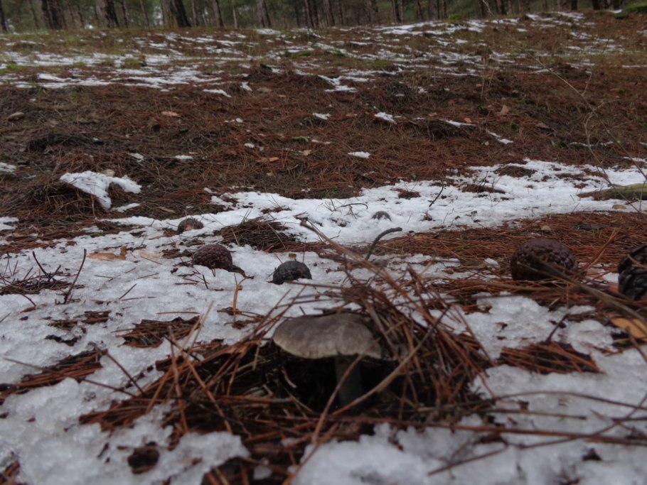 Гриб в лесу