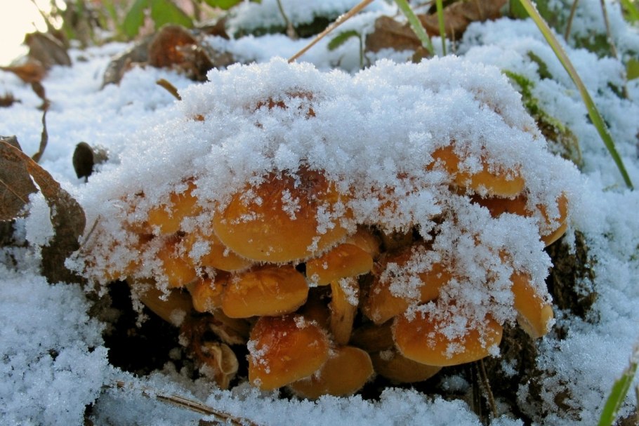 Зимние грибы