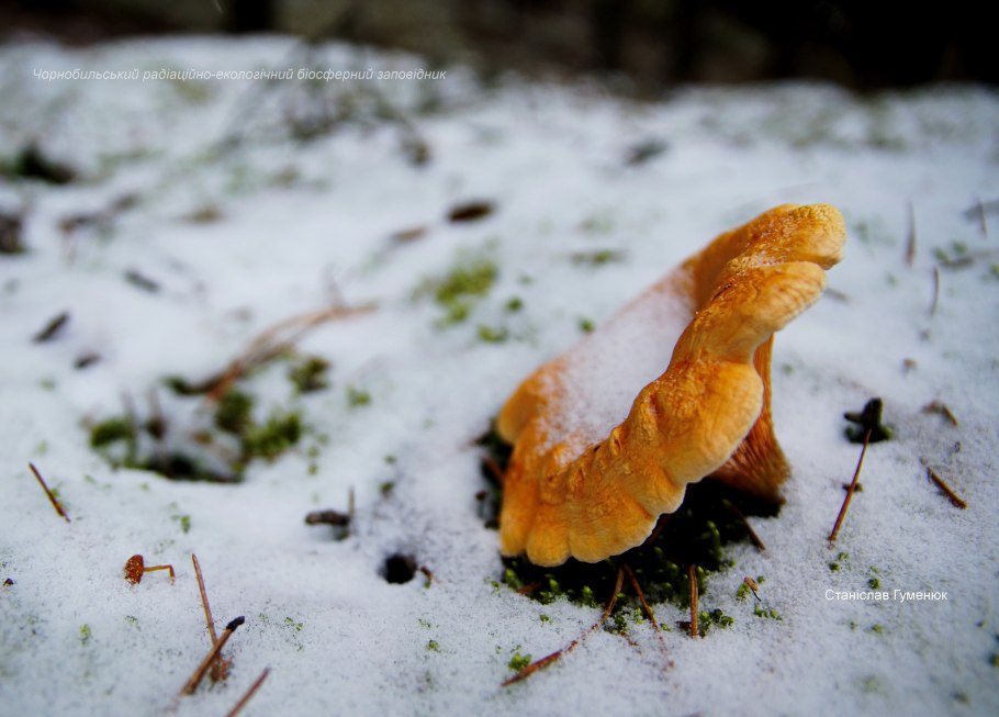 Жизнь грибов