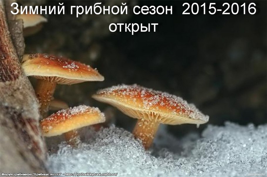 Вешенки зимой