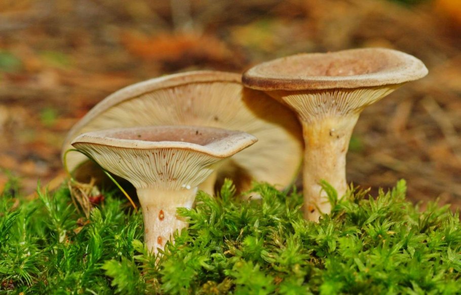 Млечник бледный (Lactarius pallidus)