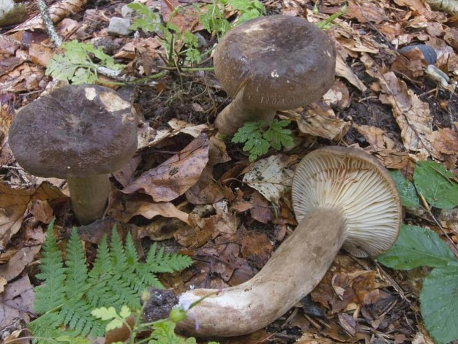 Млечник неедкий гриб