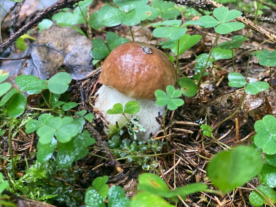 Поплавок жёлто-коричневый (Amanita fulva)