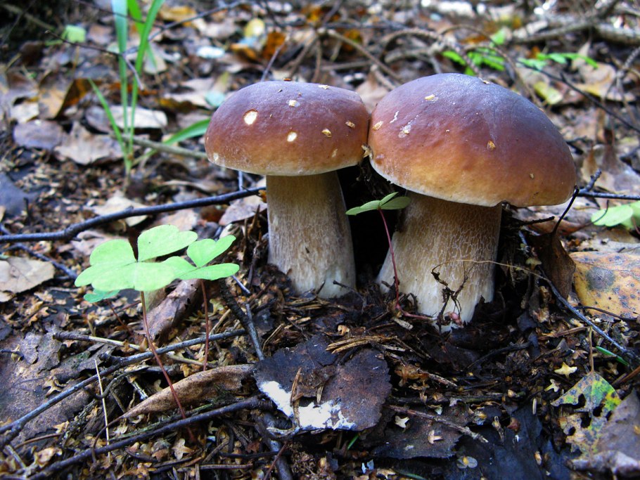 Боровик Королевский