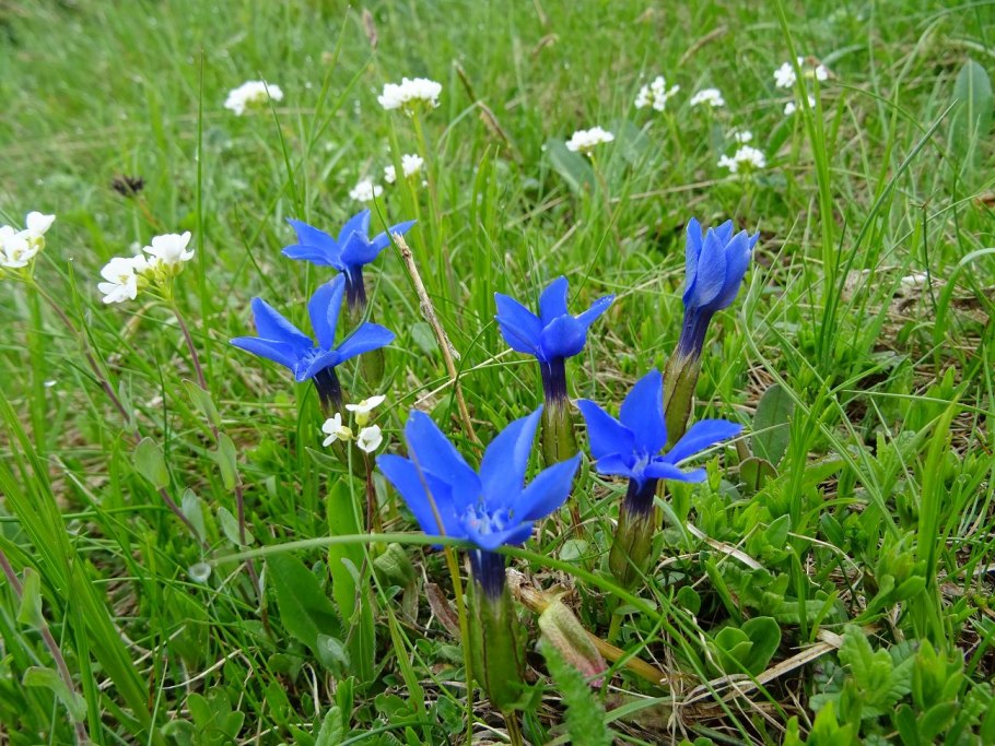 Горькушки серушки