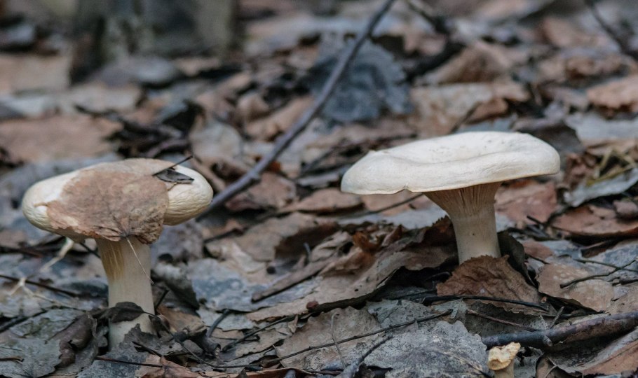 Съедобные грибы Тульской области