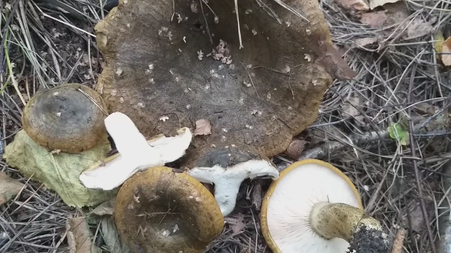 Capella грузди