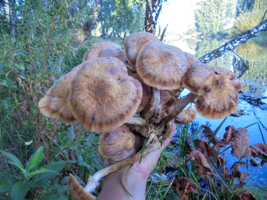 Осиновый груздь (Lactarius controversus)