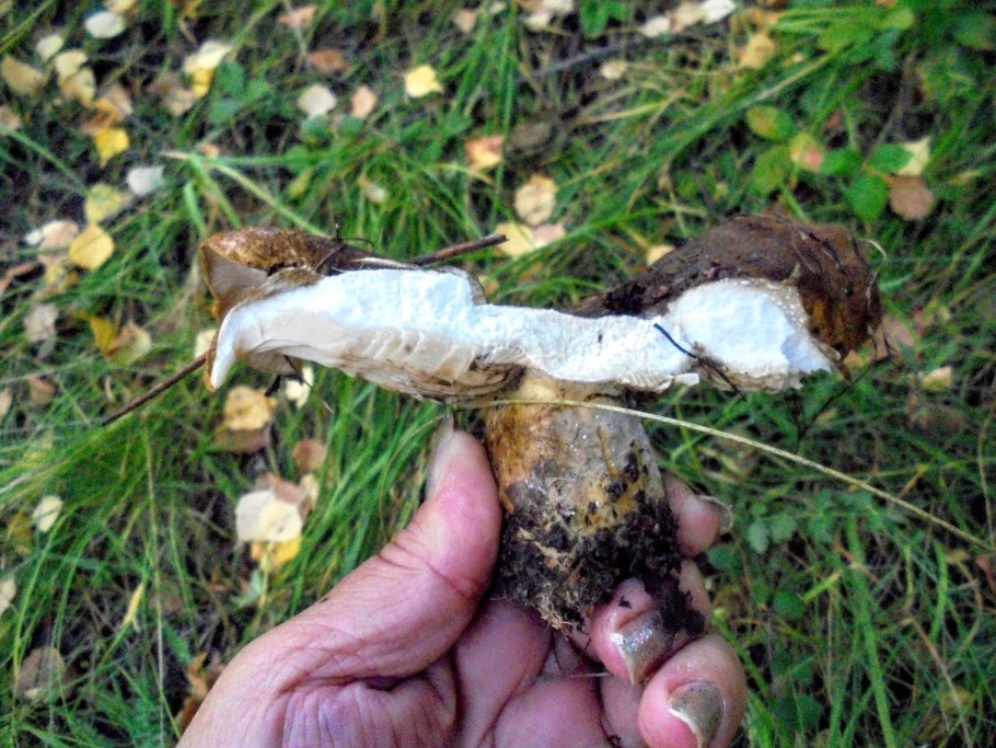 Груздь фальшивый