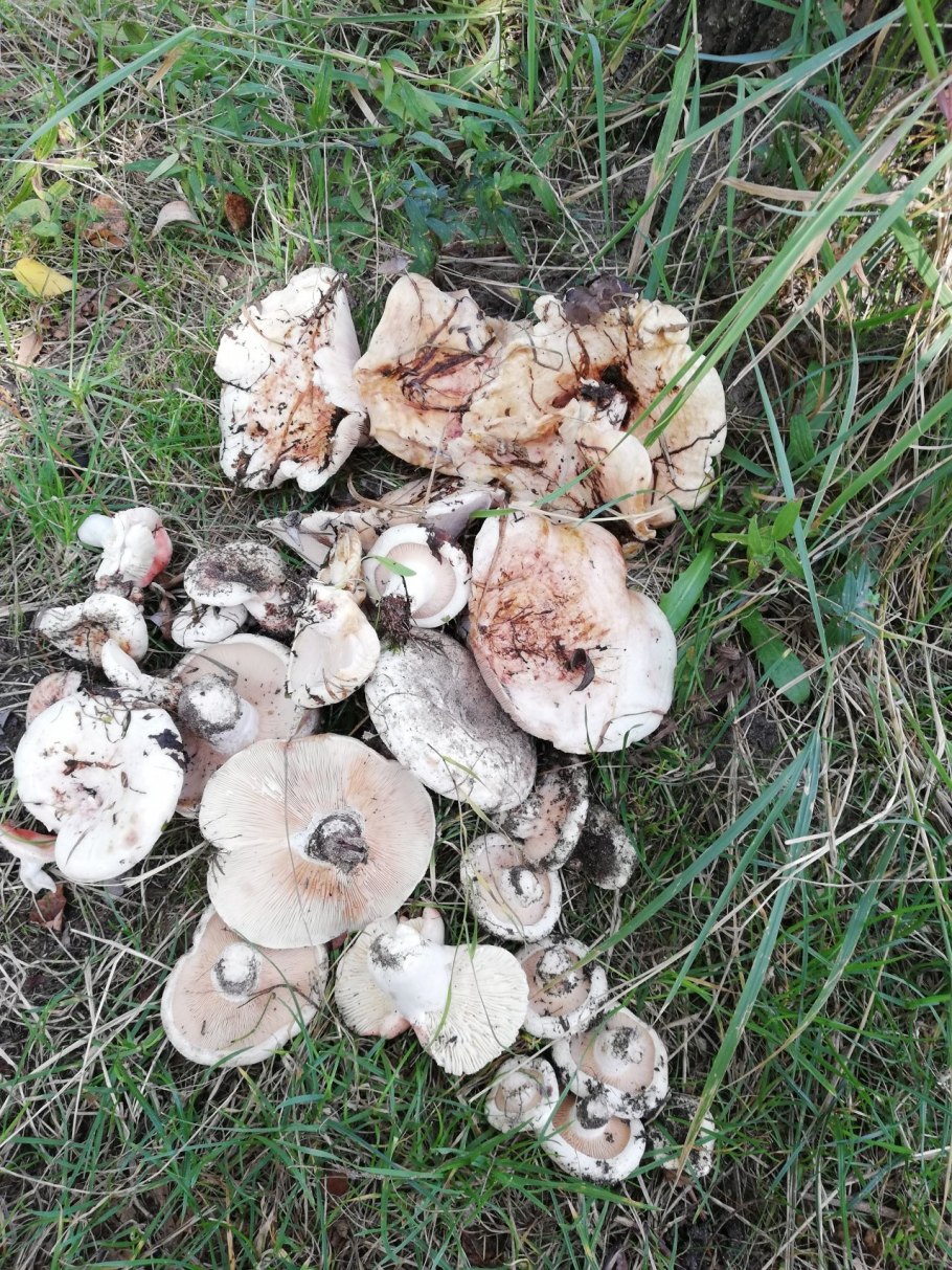 Осиновый груздь lactarius controversus