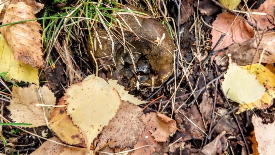 Груздь Дальневосточный