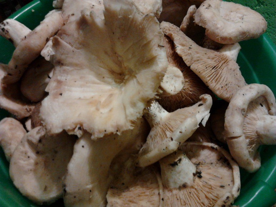 Груздь подберезовик