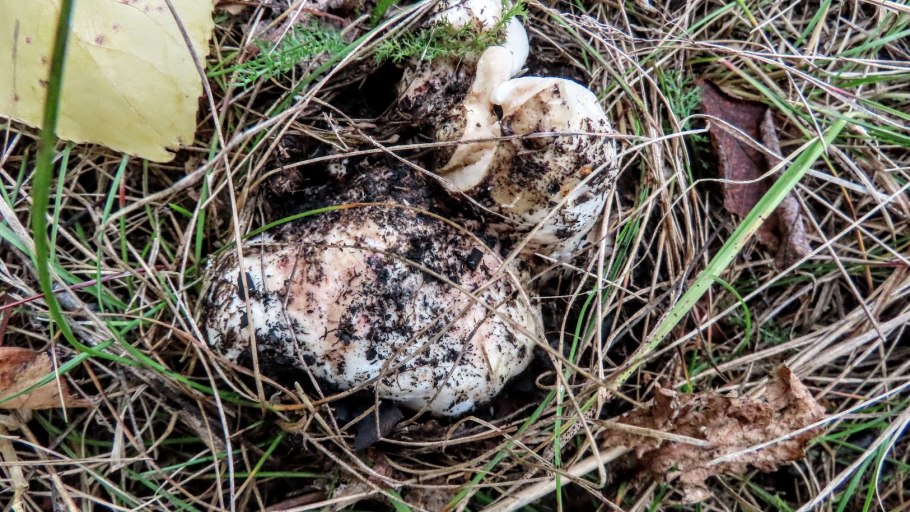 Подтопольники фото и описание где собирать и когда