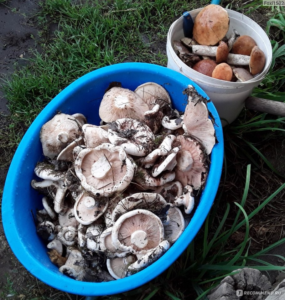 Подтопольники грибы