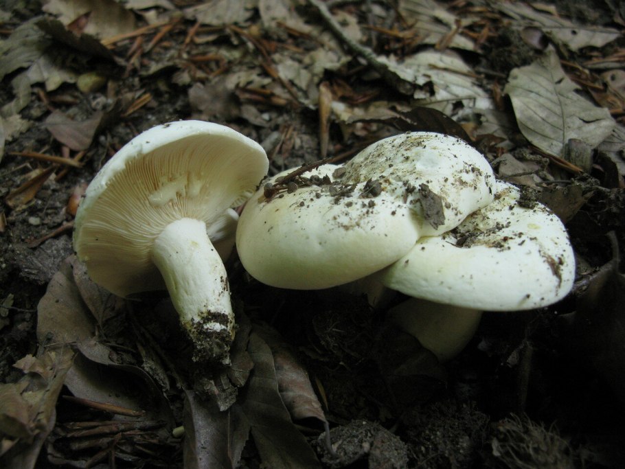 Паутинник полусверкаюший