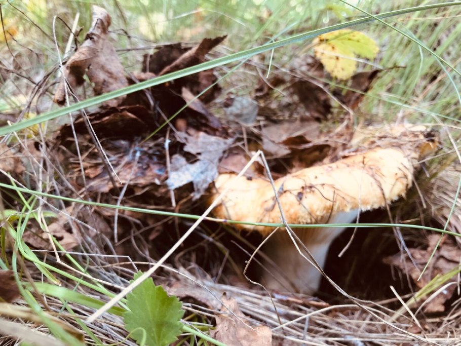 Грибы пластинчатые говорушка серая