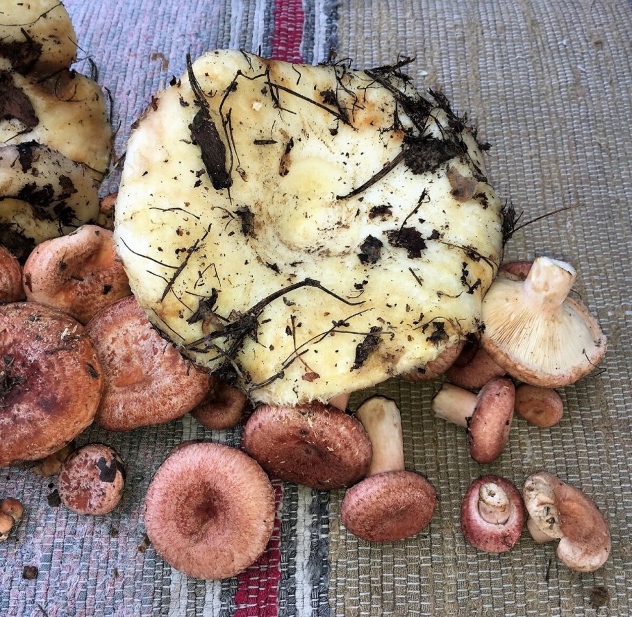 Рядовка Тополевая Tricholoma populinum