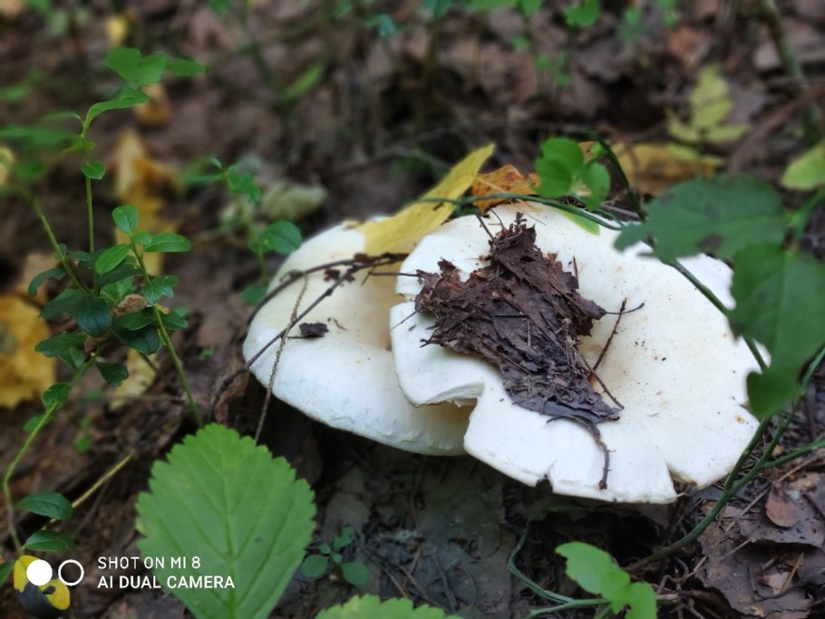 Грузди Сахалина