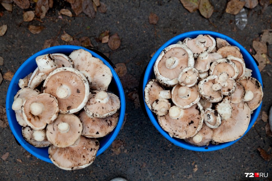 Грибы продукты