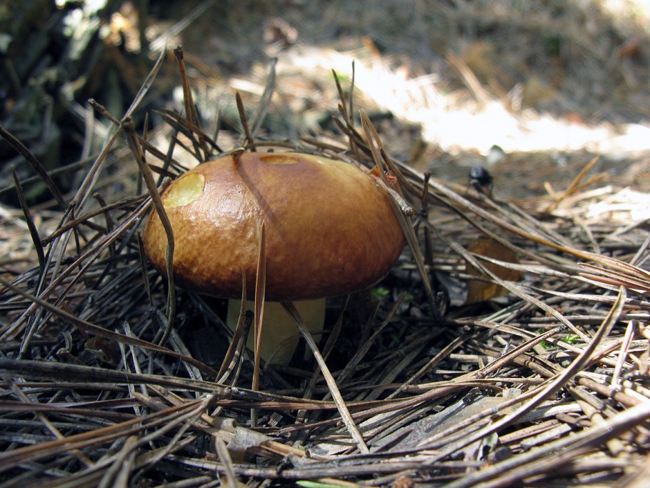 Suillus luteus