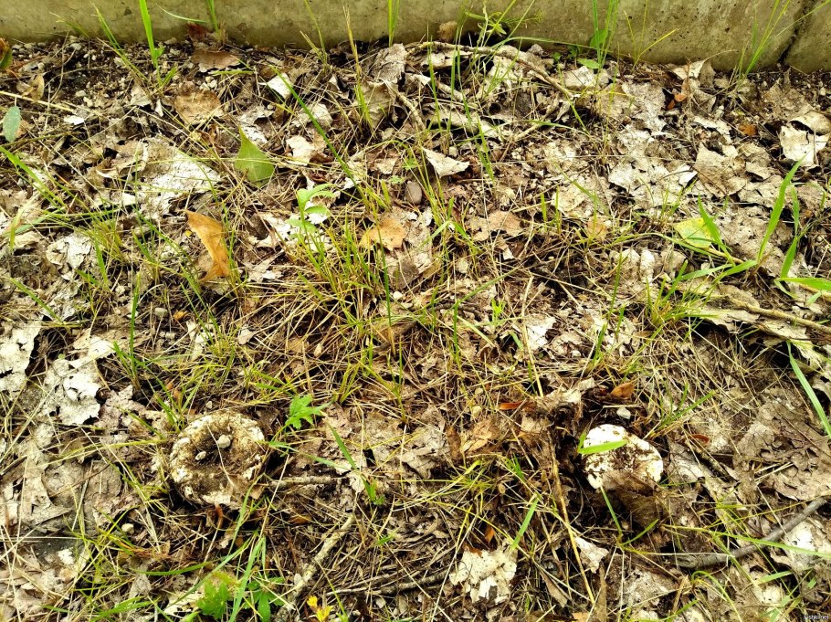 Грузди в лесу