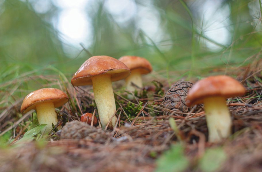 Грибы маслята