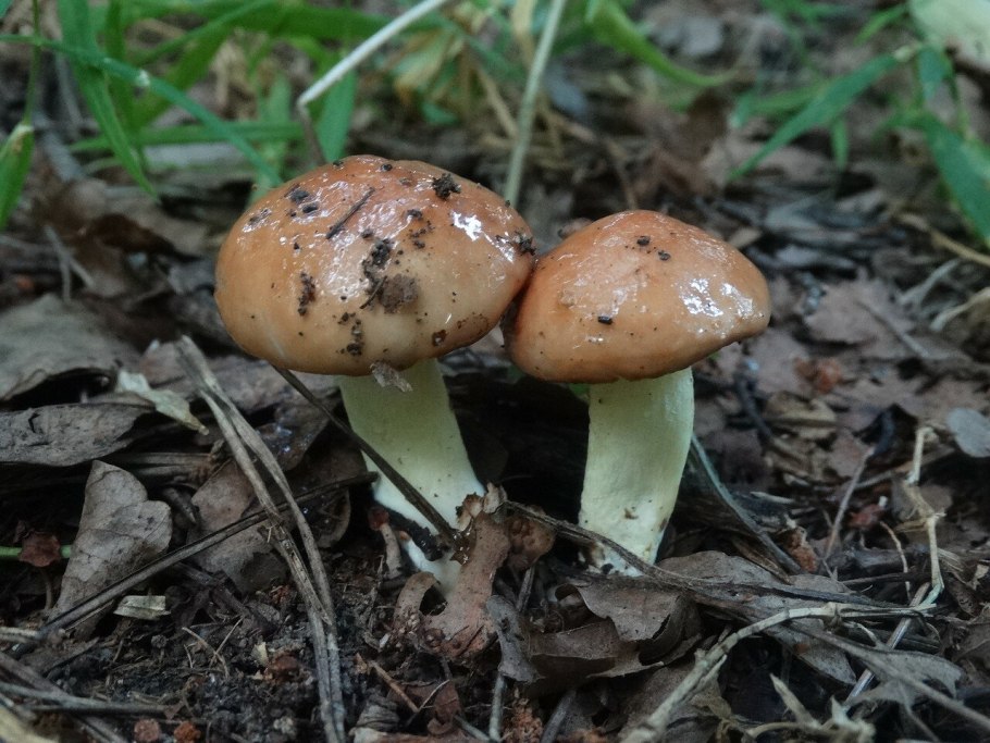 Масленок зернистый