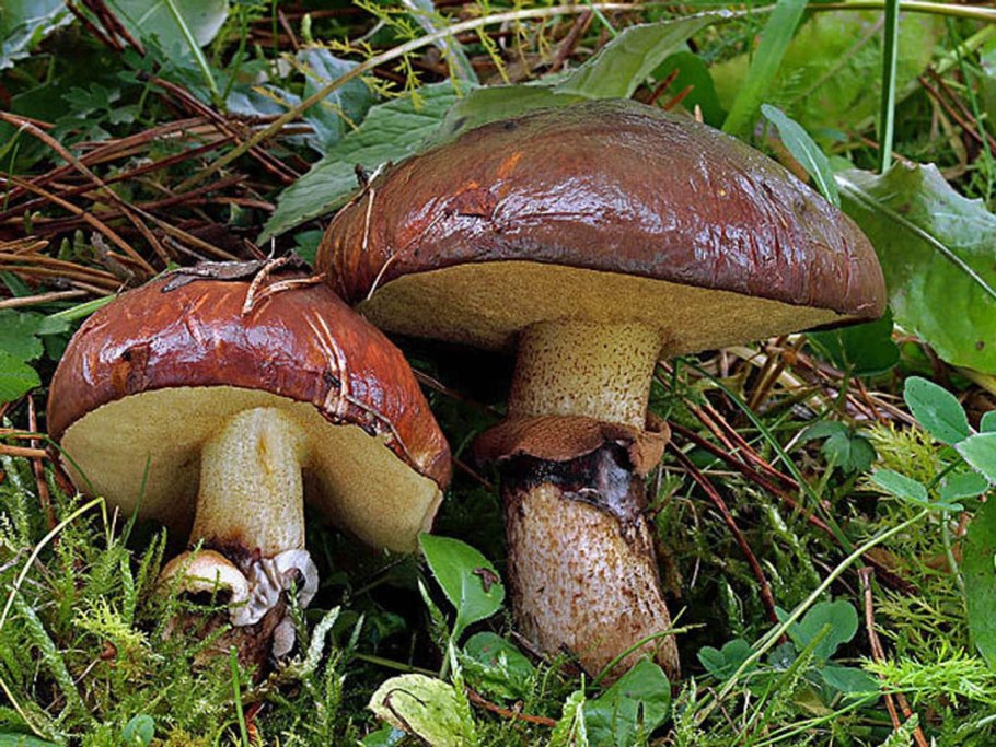 Гриб Suillus luteus