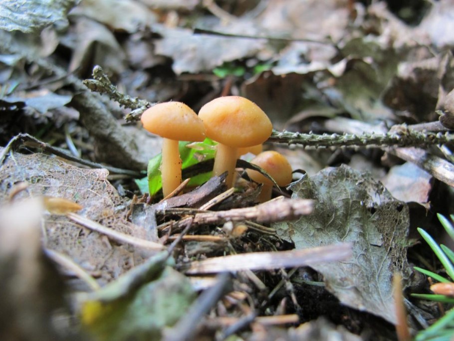 Осенние грибы Подмосковья съедобные