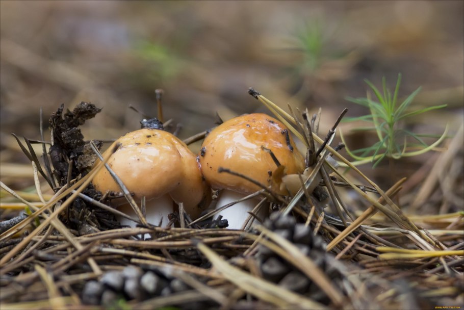 Осень грибы маслята