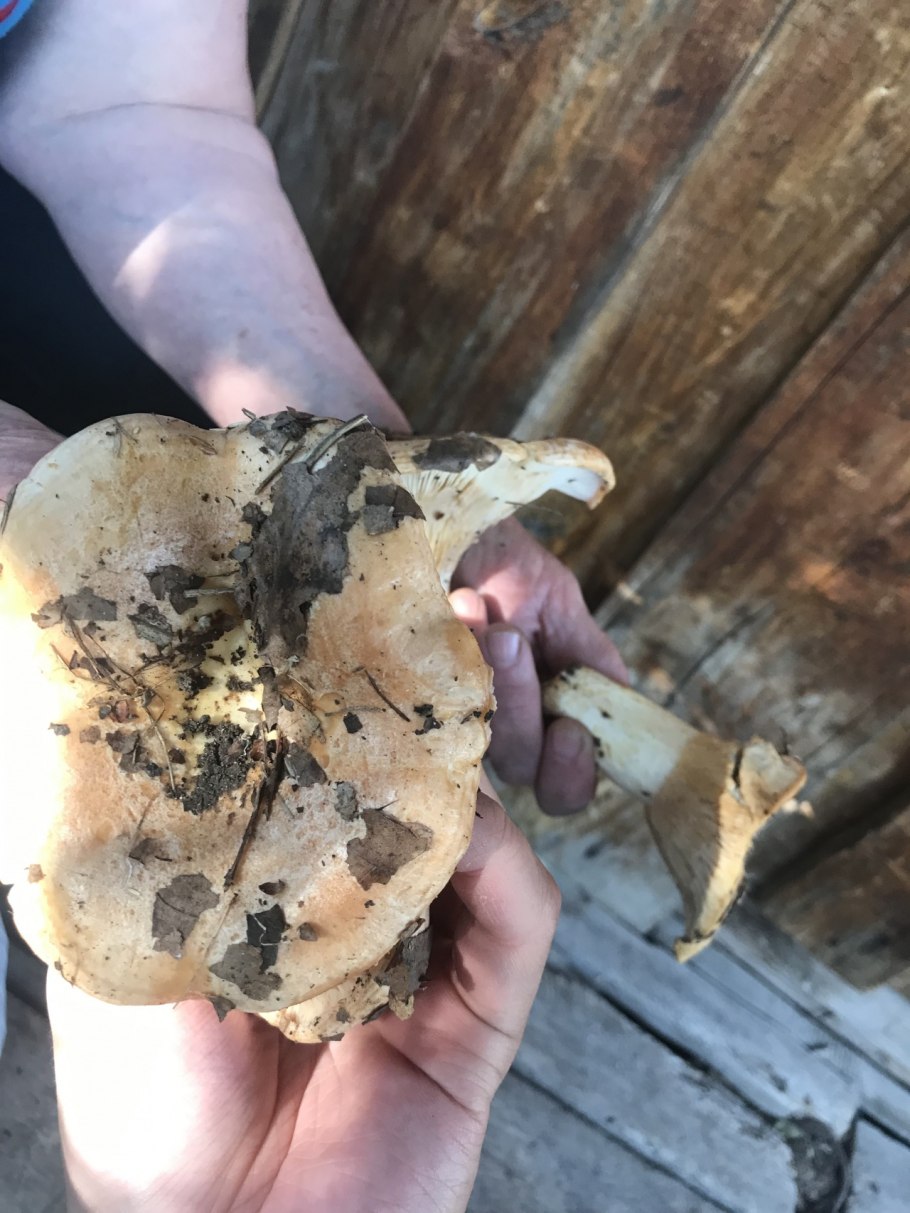 Гриб зональный млечник