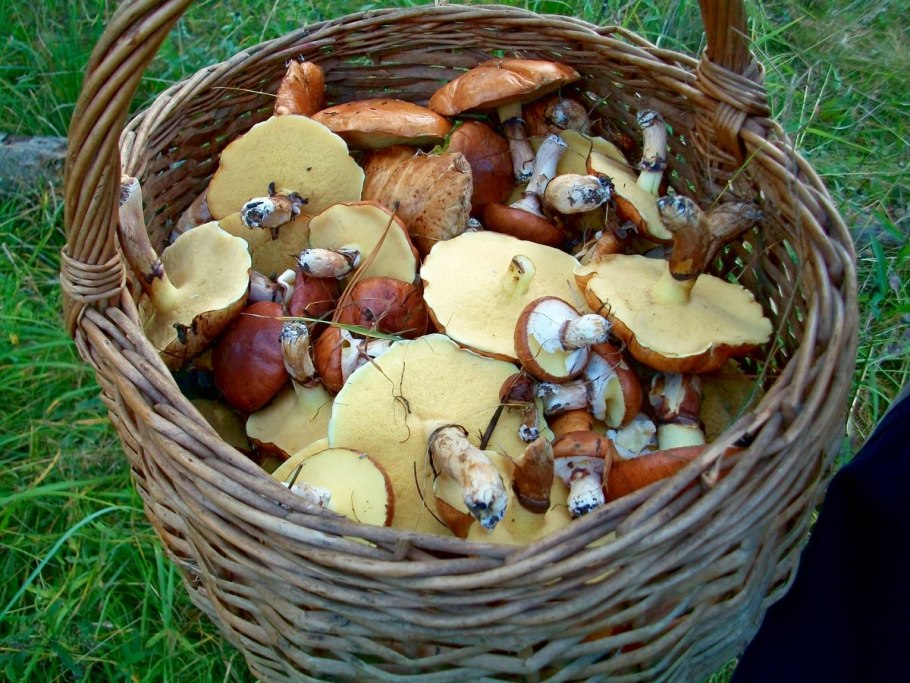 Грибник с корзиной