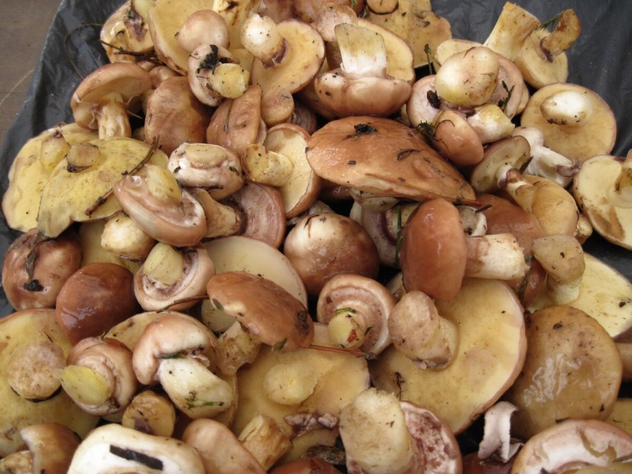Маслята подосиновики опята шампиньоны